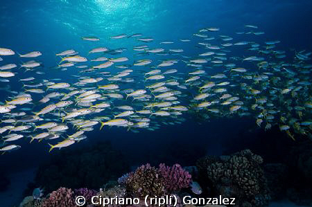 Early morning. Sunrise over the reef by Cipriano (ripli) Gonzalez 