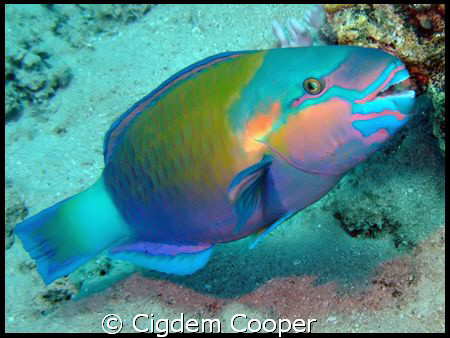 Parriot fish by Cigdem Cooper 