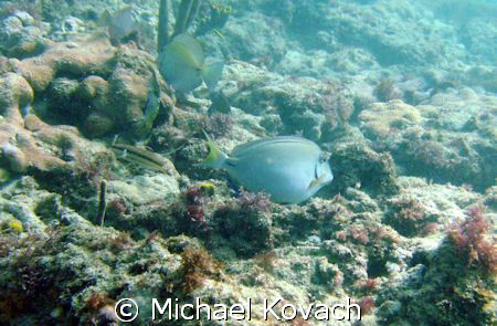 Doctor fish by Michael Kovach 