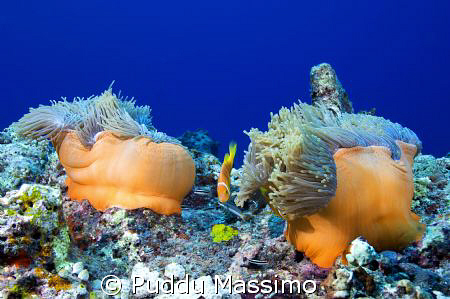 orange by nikon d2x 12-24mm by Puddu Massimo 
