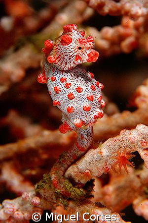 Pigmy. by Miguel Cortes 