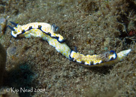 Tag, you're it! A pair of imperial nudibranchs shot in Ha... by Kip Nead 