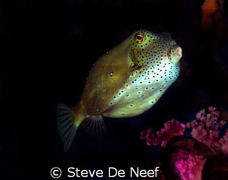 taken on a dive at the ducomi pier. by Steve De Neef 