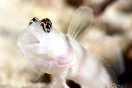 Jawning Goby by Erika Antoniazzo 