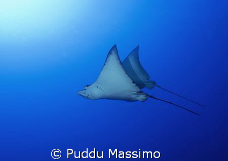 eagle ray nikon d2x 12-24mm by Puddu Massimo 