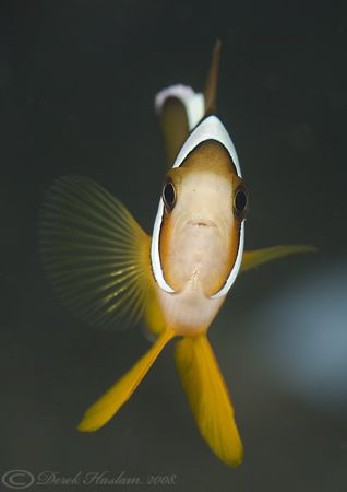 Damselfish. Lembeh. D200, 60mm. by Derek Haslam 