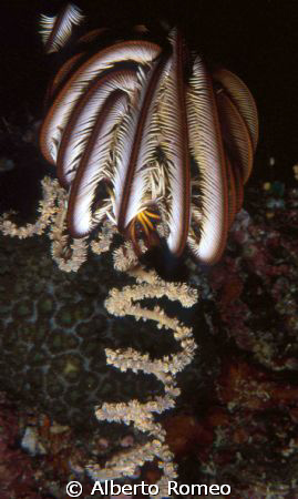 A CRINOID ON A HELIX GORGONIAN.
Nikon 801s + 60micro + I... by Alberto Romeo 