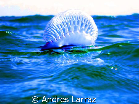 SAILING by Andres Larraz 