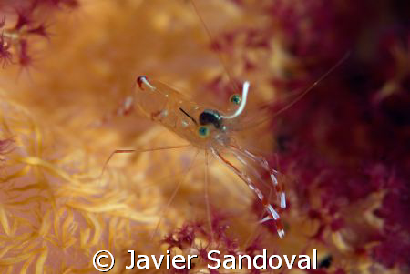 Shrimp on top of soft coral by Javier Sandoval 