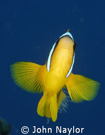 red sea anemone fish. by John Naylor 