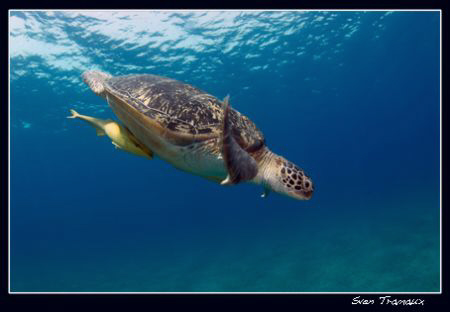 A big boy! green turtle (Chelonia mydas) by Sven Tramaux 