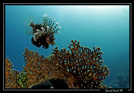 Pterois volitans - flying over the reef :-)) by Daniel Strub 