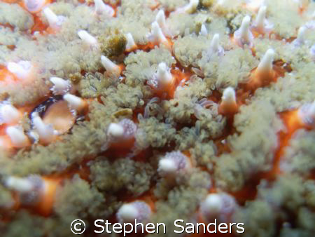 this is a close up of a sunstar in puget sound, Washingto... by Stephen Sanders 