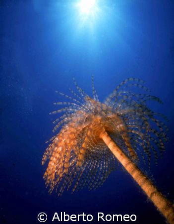 THE TUBE WORM Spirographis spallanzani IN SUN BACKLIGHT. ... by Alberto Romeo 