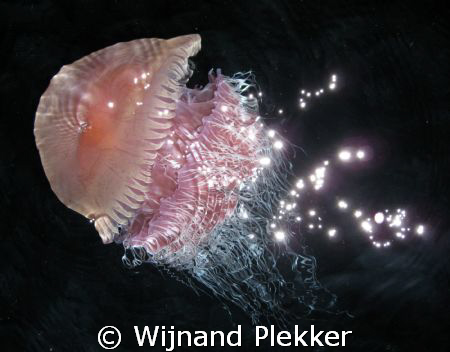 Jellyfish by Wijnand Plekker 
