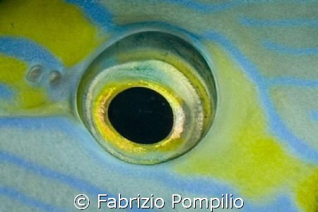 big eye - night dive  canon 400d  s&s  -  60 macro canon by Fabrizio Pompilio 