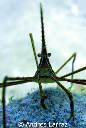 Conehead arrow crab by Andres Larraz 
