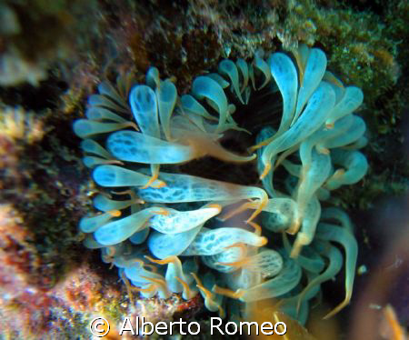 A LITTLE SEA ANEMONE Aiptasia mutabilis.
Nikon Coolpix 5... by Alberto Romeo 