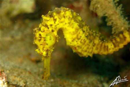 Shy Seahorse by Adriano Trapani 