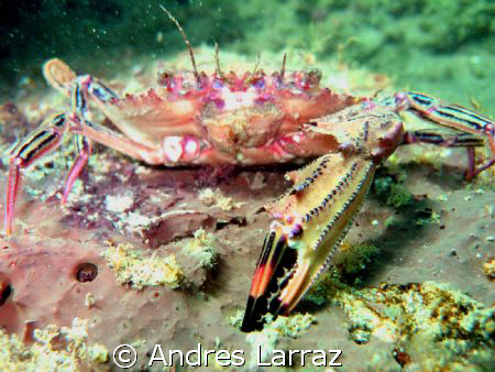 crab w/ one claw by Andres Larraz 