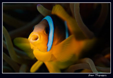 Hooo....Two-banded anemonefish by Sven Tramaux 