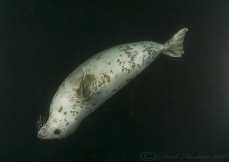 Grey seal. Farne islands. D200, 10.5mm. by Derek Haslam 