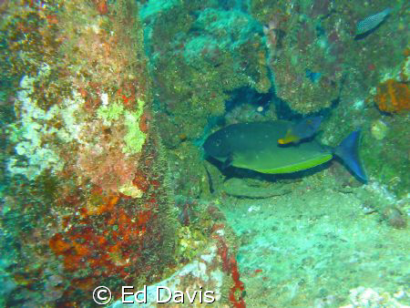 Taken west side of Oahu Hawaii. From boat dive of the Mahi. by Ed Davis 