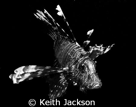 Lion Fish by Keith Jackson 