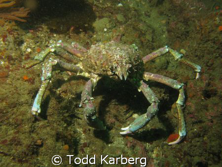 Sheep crab taken at La Jolla kelp beds by Todd Karberg 