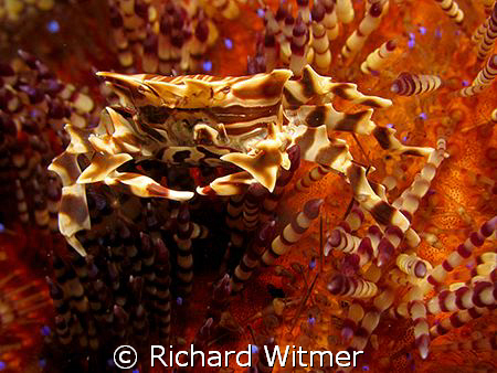 Zebra Crab on a Fire Urchin.  G9/Ikelite DS160/UCL 165. N... by Richard Witmer 