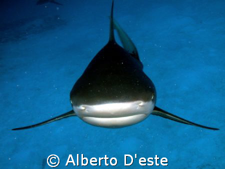 Shark & me... by Alberto D'este 
