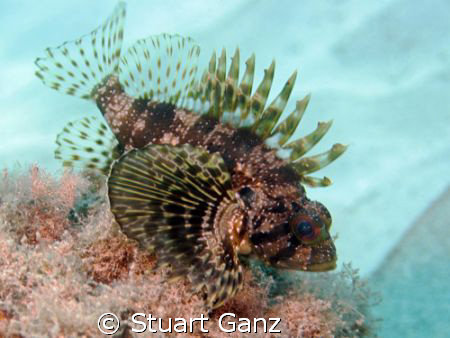 Green Hawaiian Lionfish. by Stuart Ganz 