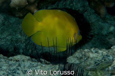 Fishs by Vito Lorusso 