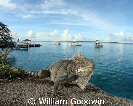 Iguana, dive boats, a morning full of promise... Bonaire by William Goodwin 