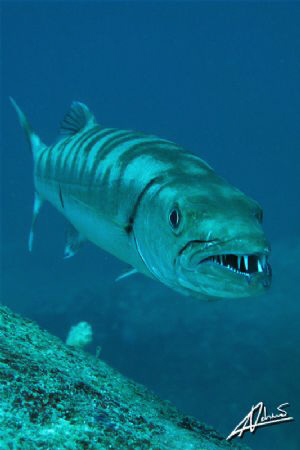 to get so close to this Giant Barracuda, I had to swim sl... by Adriano Trapani 