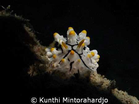 Face to face with Elegant Phyllidia by Kunthi Mintorahardjo 