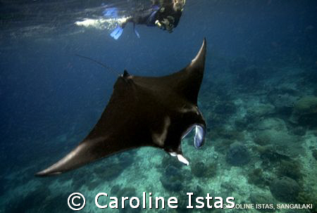 Snorkeler with Manta. by Caroline Istas 