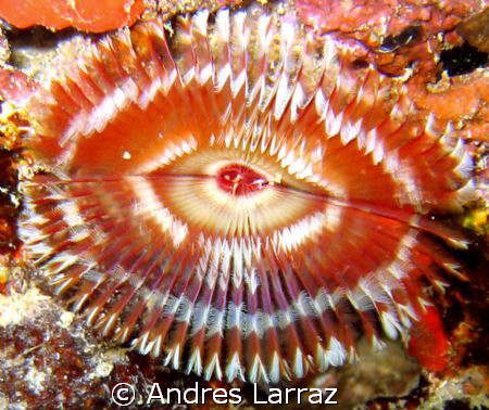 BANDED FAN WORM,OPEN FAN
1" wide by Andres Larraz 