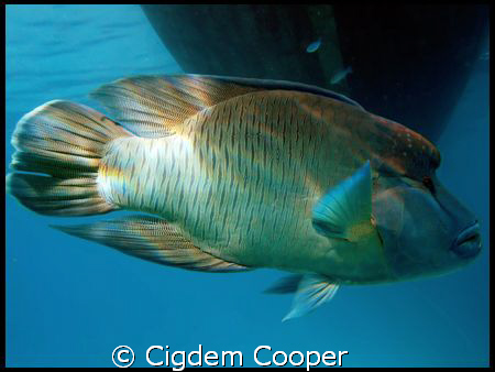 Napoleon wrasse by Cigdem Cooper 
