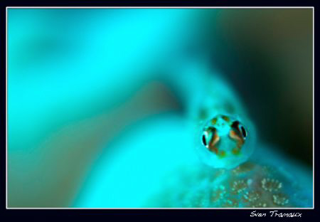 ...Goby... by Sven Tramaux 