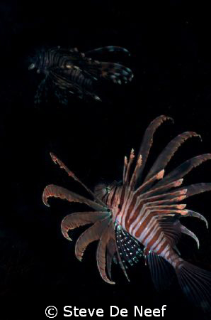 Two lionfish at ducomi pier. by Steve De Neef 