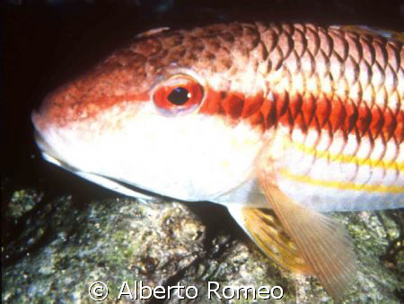 PORTRAIT OF A MEDITERRANEAN MULLET Mullus surmuletus.
Ni... by Alberto Romeo 