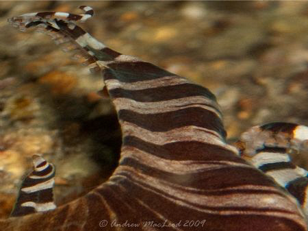 How an Octopus sees its own arm... Perspective changed us... by Andrew Macleod 