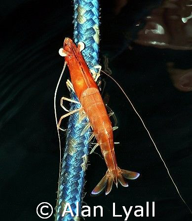 This exhausted shrimp was trying to climb up one of the m... by Alan Lyall 