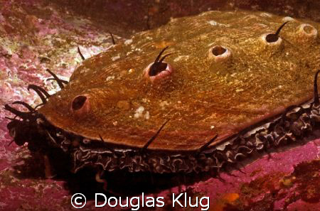 Recovery.  A healthy red abalone at San Miguel Island. Sh... by Douglas Klug 