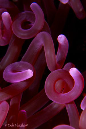 Abstract shot of a curly anemone :o) by Debi Henshaw 