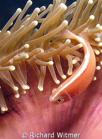 Pink anemonefish (amphiprion perideraion).  G9/DS160. by Richard Witmer 