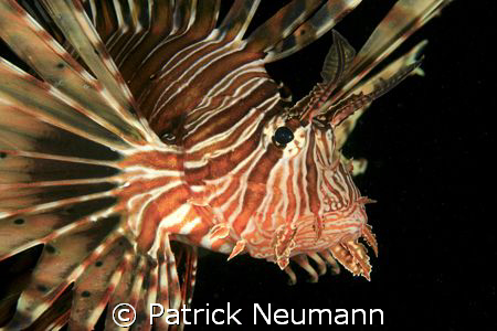 Lionfish Portrait taken with Canon 400D/Hugyfot by Patrick Neumann 