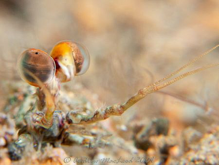 Canon G10, twin macro filters, Inon strobe. by Andrew Macleod 