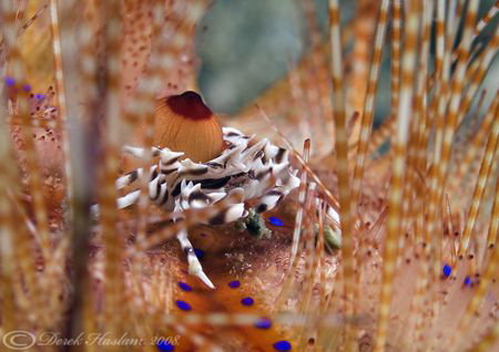 Zebra crab. Lembeh straits. D200, 60mm. by Derek Haslam 